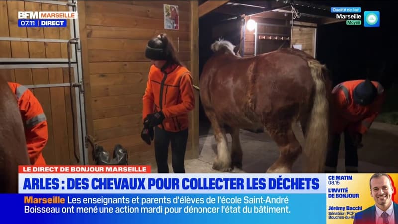 Arles: des chevaux de trait utilisés pour la collecte des déchets