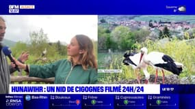 Hunawihr: un nid de cigognes filmé 24h/24