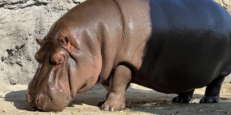 "Gen-chan", un hippopotame de 12 ans au zoo Tennoji d'Osaka, le 23 avril 2024. 
