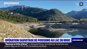 Alpes-Maritimes: opération sauvetage de poissons au lac du Broc 