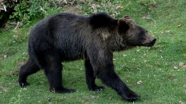 Un ours brun (photo d'illustration).