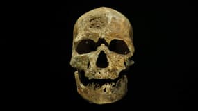 L'authentique crâne de Cro-Magnon, exposé au musée de l'Homme.