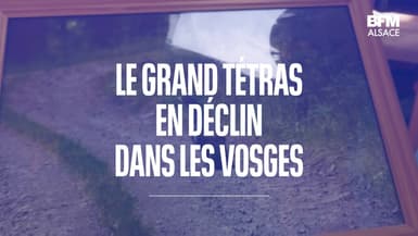 Vosges: le Grand Tétras en danger d'extinction