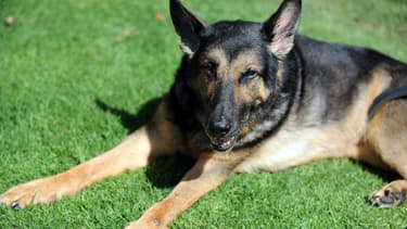 Un berger allemand. Photo d'illustration. -