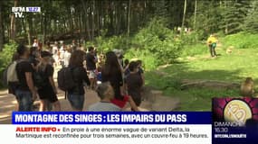 En Alsace, le parc animalier de la Montagne des singes a vu sa fréquentation baisser après l'instauration du pass sanitaire 