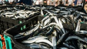 Des casiers de sardines sur la plage de Warner, au sud de Durban, le 20 juin 2021. 