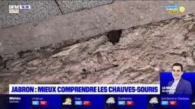 Jabron: mieux comprendre les chauves-souris