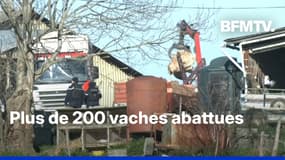 Dermatose nodulaire: des vaches euthanasiées et évacuées de la ferme des Bordes-sur-Arize (Ariège)