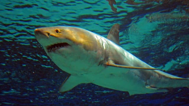 Australie: pour sauver sa femme, un homme se bat avec un requin