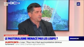 Hautes-Alpes: pour le président de la Chambre d'agriculture, "l'élevage avec le loup est fortement compromis"