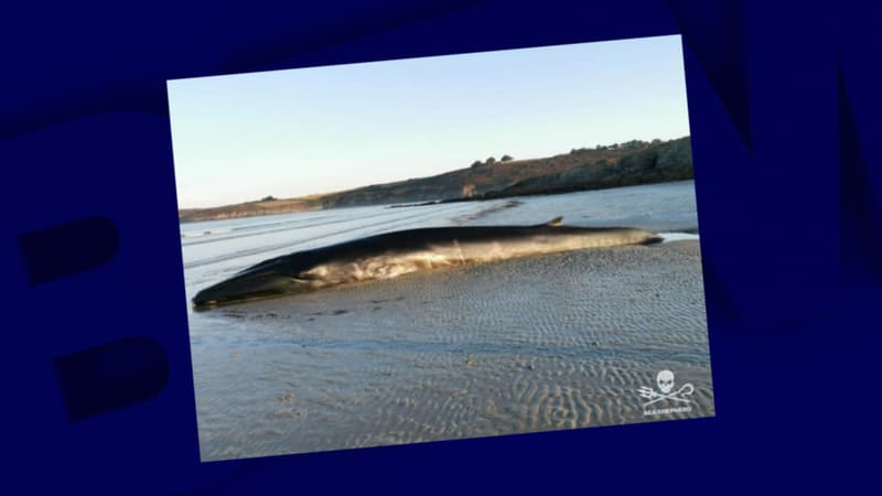 Finistère: une nouvelle baleine s'échoue sur une plage, la troisième en quelques semaines