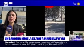 Un sanglier sème la zizanie dans la cour de la cité scolaire Marseilleveyre