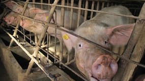 Les cages à truies, utilisées pour isoler les femelles en gestation et les contrôler plus facilement, seront interdites à partir du 1er janvier dans les 27 pays membres de l'Union européenne, onze ans après l'adoption de la mesure. La viande de porc coûte