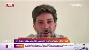 Les plages françaises, nouvel eldorado des tortues