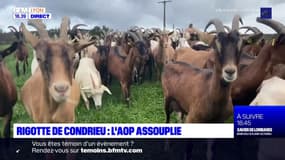 Rigotte de Condrieu : l'AOP assouplie