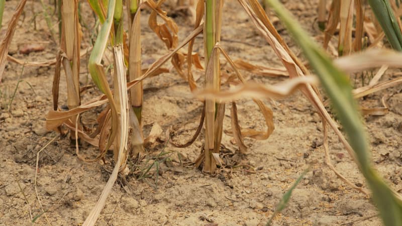 +5% pour le blé et +8% pour le maïs: la canicule fait grimper les cours des céréales sur le marché européen