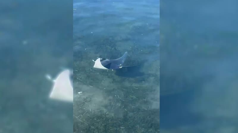 Une raie mobula s'est retrouvée bloquée dans le port du Brusc à Six-Fours-les-Plages