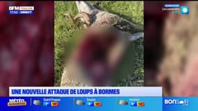 Var: une nouvelle attaque de loups à Bormes-les-Mimosas