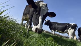 Cette semaine, RMC vous donne rendez-vous chaque matin avec des éleveurs, agriculteurs, producteurs qui ont trouvé des solutions pour innover et lutter à leur manière contre la crise.
