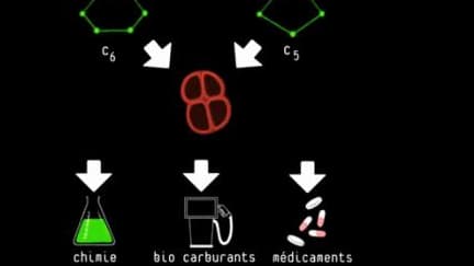 Deinove: des technologies vertes au service de la chimie, des bio-carburants et de la santé