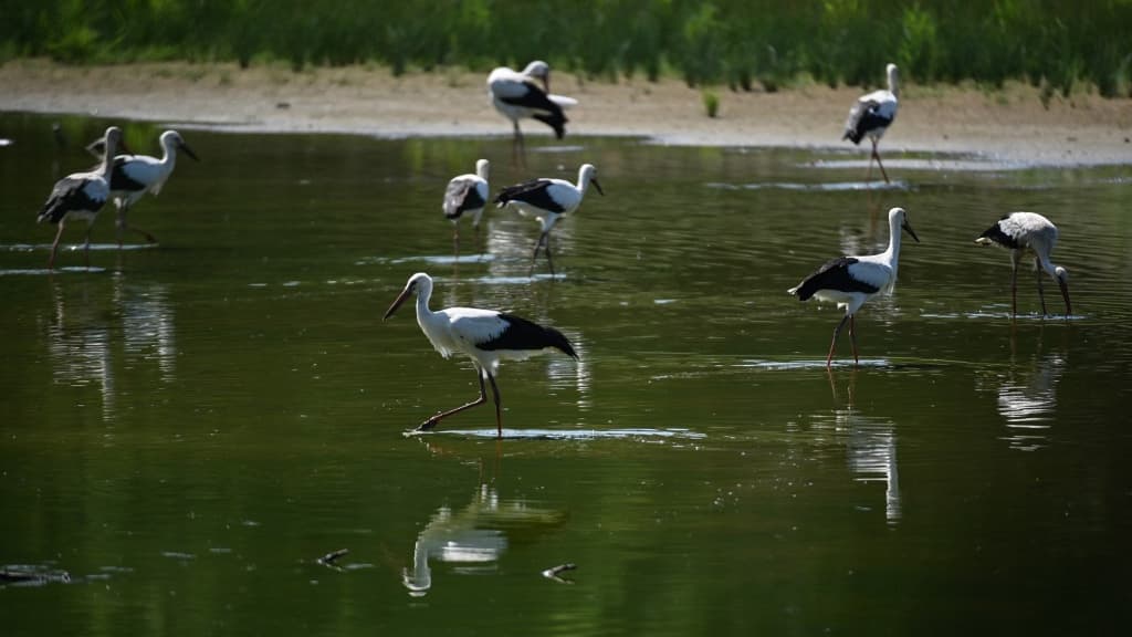 Des cigognes mangent des poissons dans un étang le 23 juillet 2019 à Villars-les-Dombes,