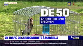 Marseille: un très actif trafic de chardonnerets, des oiseaux protégés
