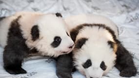 Les deux bébés pandas, Meng Yuan et Meng Xian, ont été nommés et présentés à la presse au zoo de Berlin ce lundi 9 décembre 2019