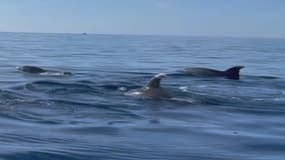Au total, Fred et Marie-Noëlle ont aperçu une quizaine de dauphins.