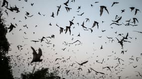Des chauves-souris à Rangoun, en Birmanie, le 1er mars 2020. (Photo d'illustration)