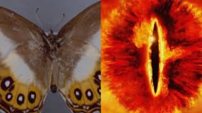 Des scientifiques britanniques ont nommé une nouvelle espèce de papillons d'après le méchant Sauron dans "Le Seigneur des Anneaux".