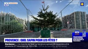 Provence: quel sapin pour les fêtes?