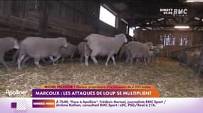 RMC chez vous : Marcoux, les attaques de loup se multiplient - 15/02