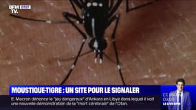 L'Anses lance un site pour signaler la présence du moustique-tigre