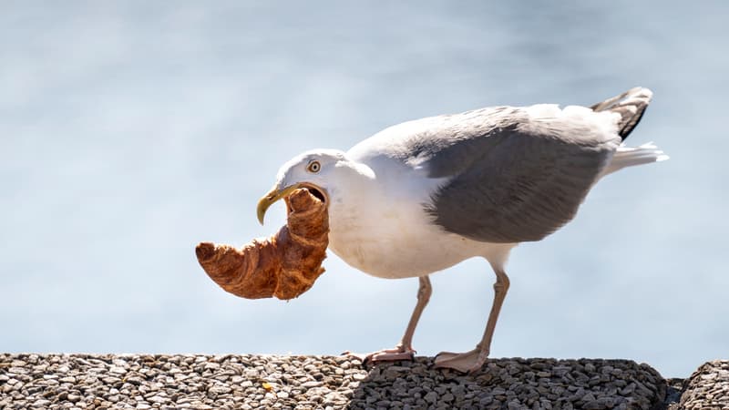 Une mouette avec un croissant dans le bec, à Copenhague, au Danemark, le 25 juin 2020.