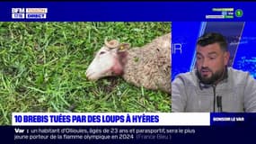 "Une catastrophe": dix brebis blessées ou tuées après une attaque de loup à Hyères