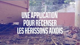 Aix-en-Provence: une application pour recenser les hérissons