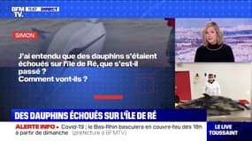 Pourquoi des dauphins se sont-ils échoués sur l'Île de Ré ? BFMTV répond à vos questions