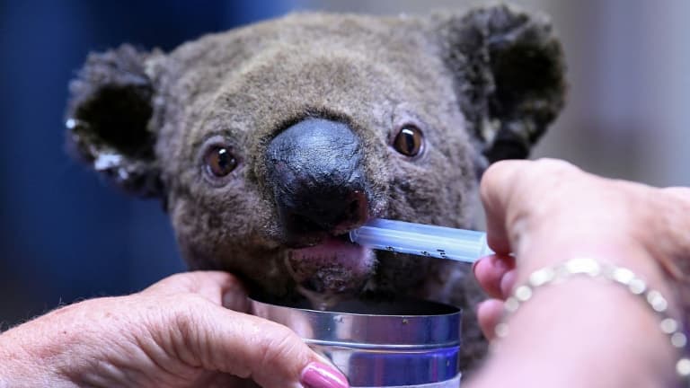Un koala, blessé dans un incendie, est soigné à l'hôpital pour koalas de Port Macquarie, le 2 novembre 2019 en Australie. 