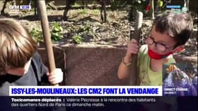 Hauts-de-Seine: des CM2 participent à une vendange à Issy-les-Moulineaux