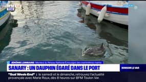 Sanary-sur-Mer: un dauphin égaré dans le port