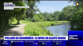 Pollens de graminées: le Nord et le Pas-de-Calais en alerte rouge