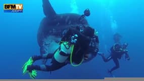 Rencontre entre des plongeurs et un poisson lune  