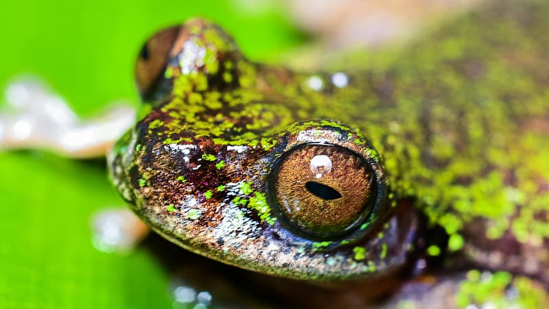 "Grenouille du café": une nouvelle espèce de grenouille découverte au Costa Rica