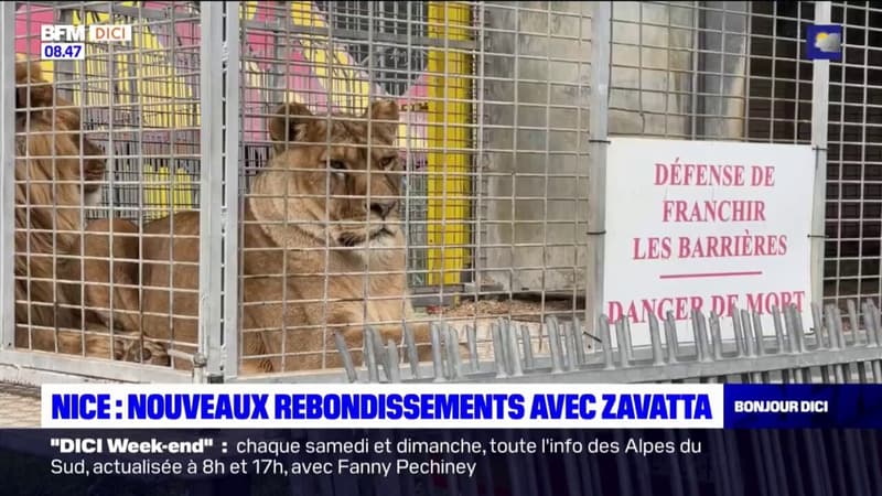 Nice: nouveaux rebondissements avec Zavata