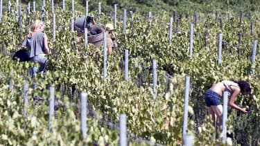 La vendange 2016 a connu une baisse de 12%.