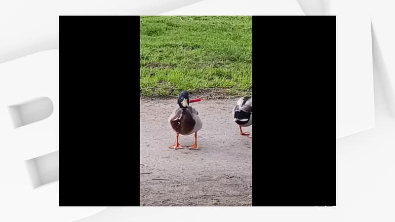 Le canard qui avait une lame de couteau planté dans le cou, ici photographié fin mars par l'association Pinocchio et Sauvageons.