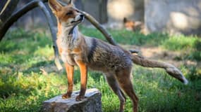 Un renard dans un parc à thème à Frossay, dans l'ouest de la France, le 17 juillet 2018 (photo d'illustration)