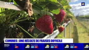 Nord: une récolte de fraises difficile cette année