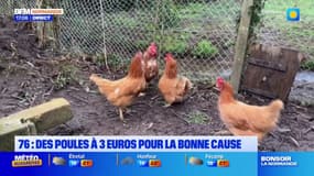 Seine-Maritime: des poules à 3 euros pour la bonne cause