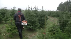 Votre sapin de Noël sans doute déjà en route pour votre salon
